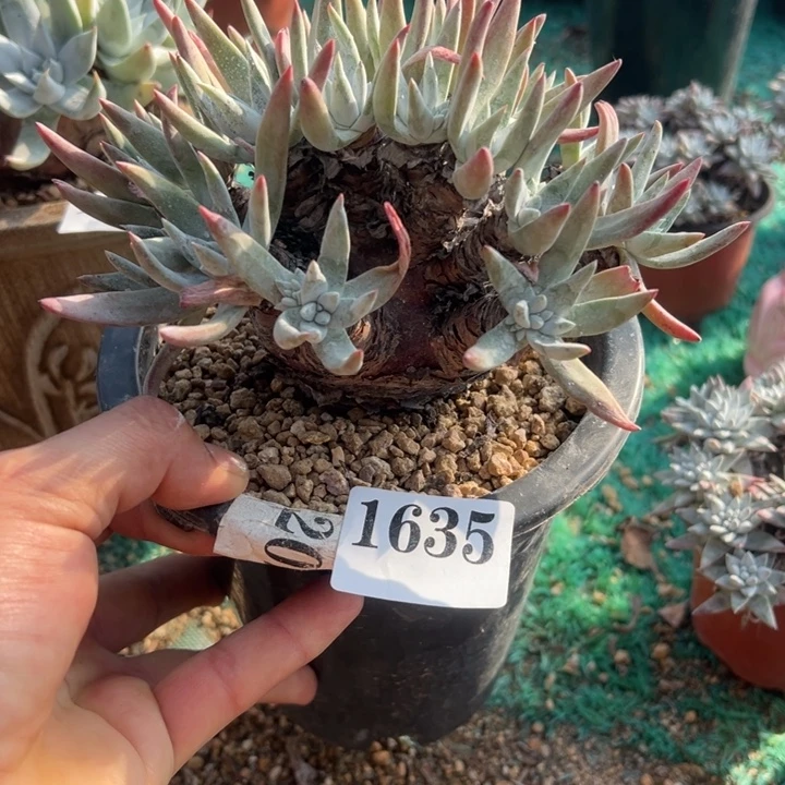 635号雪花多肉植物老庄