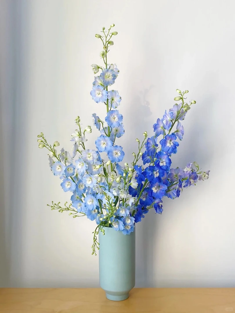 AA级大飞燕鲜花|云南基地直发，顺丰包邮到家