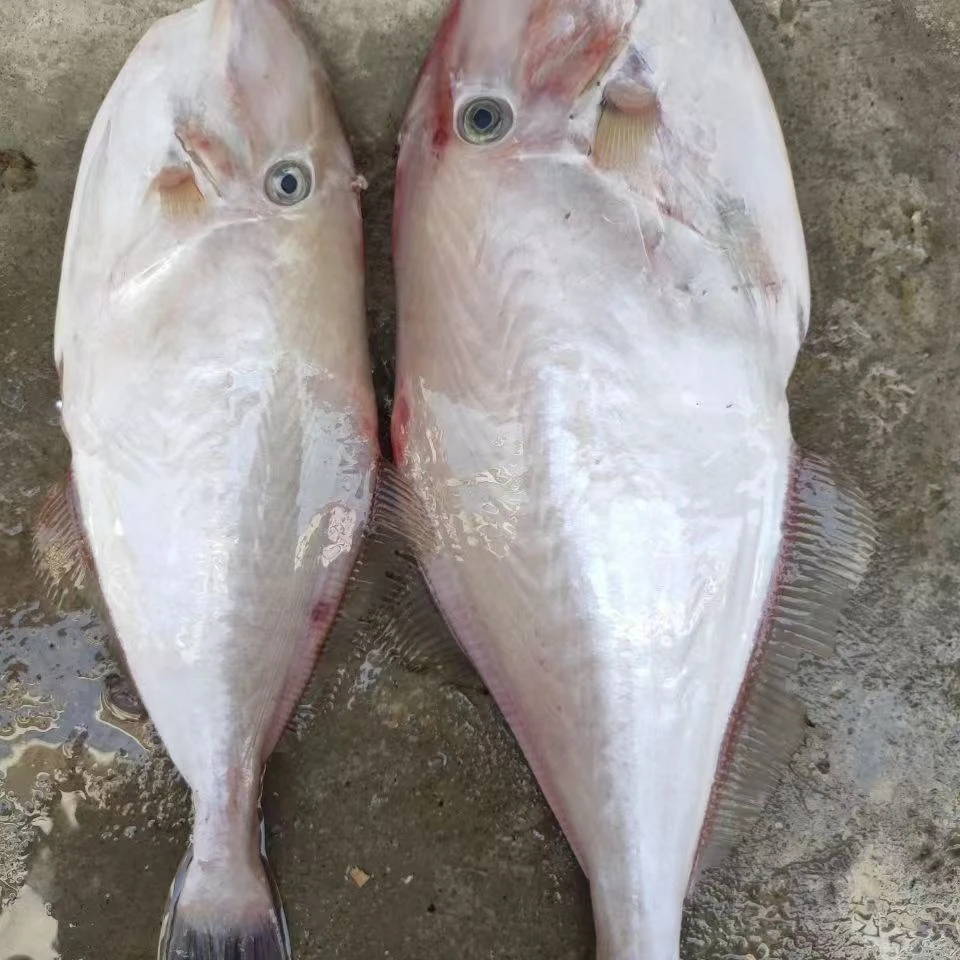 剥皮鱼（默认帮杀去皮） 直播间现称  顺丰到家