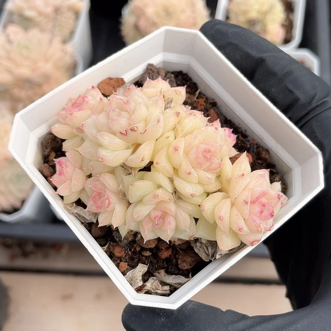 优选白天鹅福利493