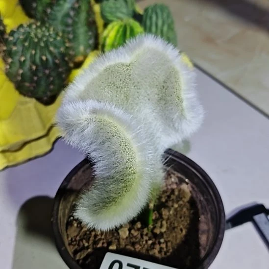 天***航九尾狐缀化头不包损无根福775