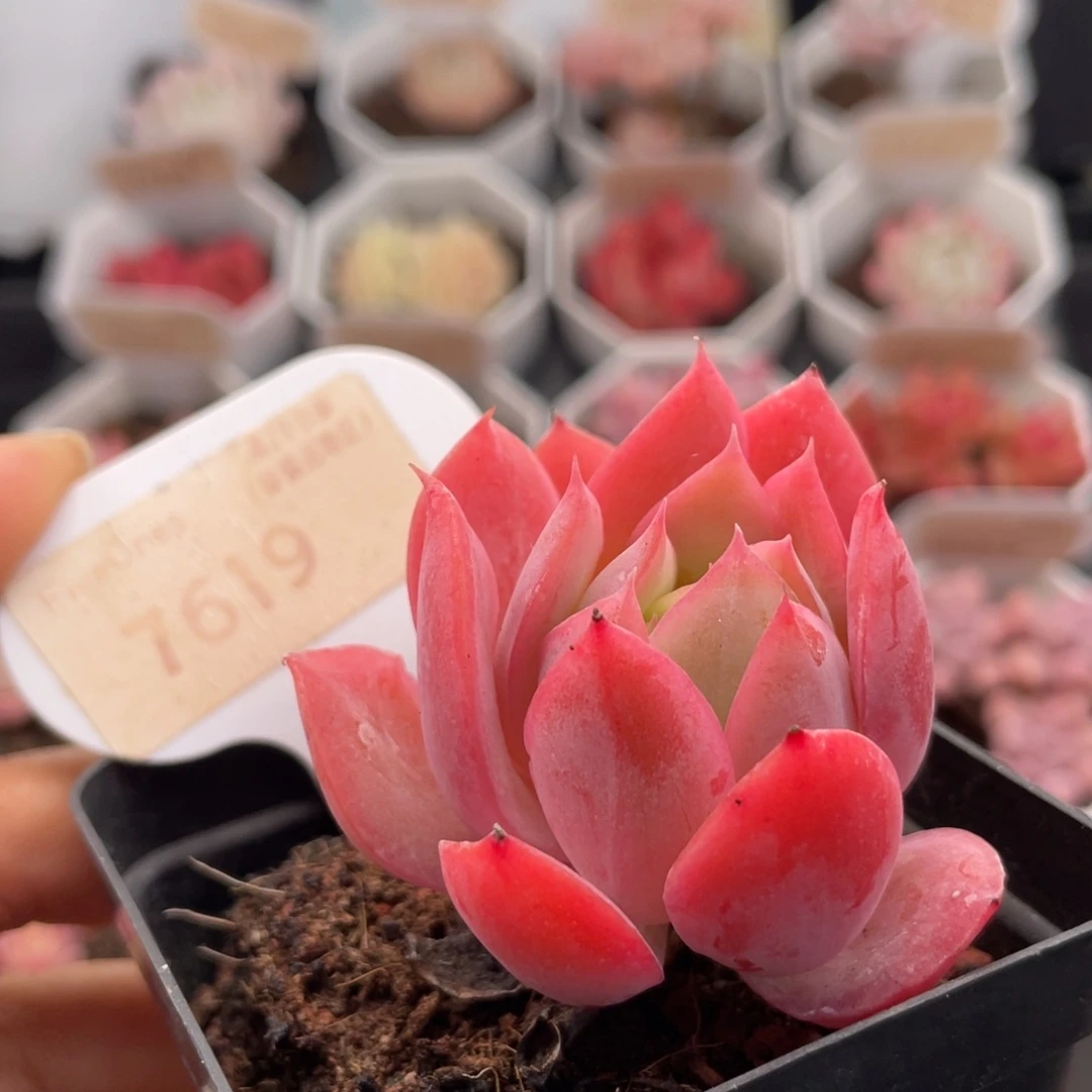 绮罗7619-5.0厘米