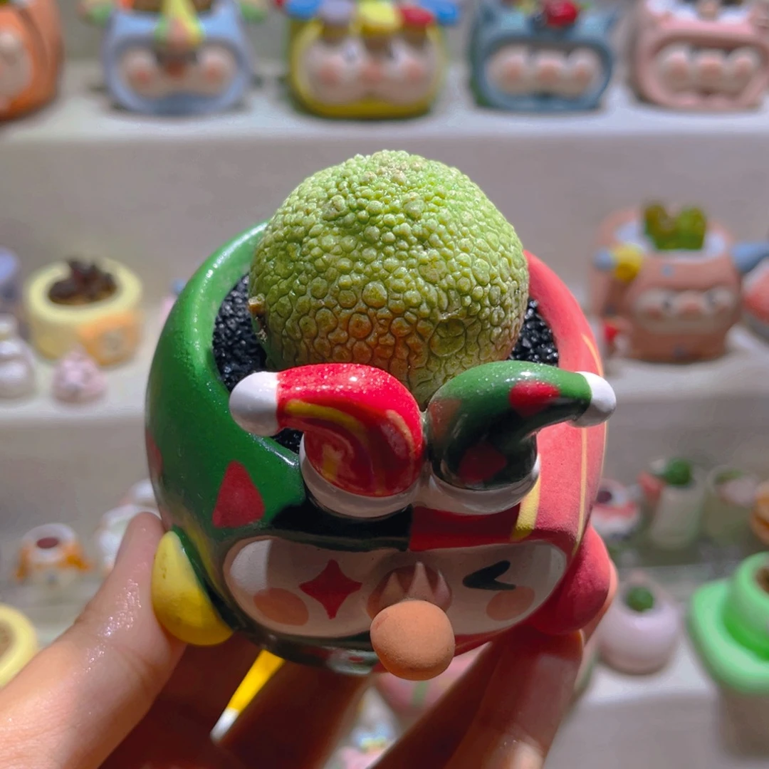 030凝蹄玉带盆土一套128