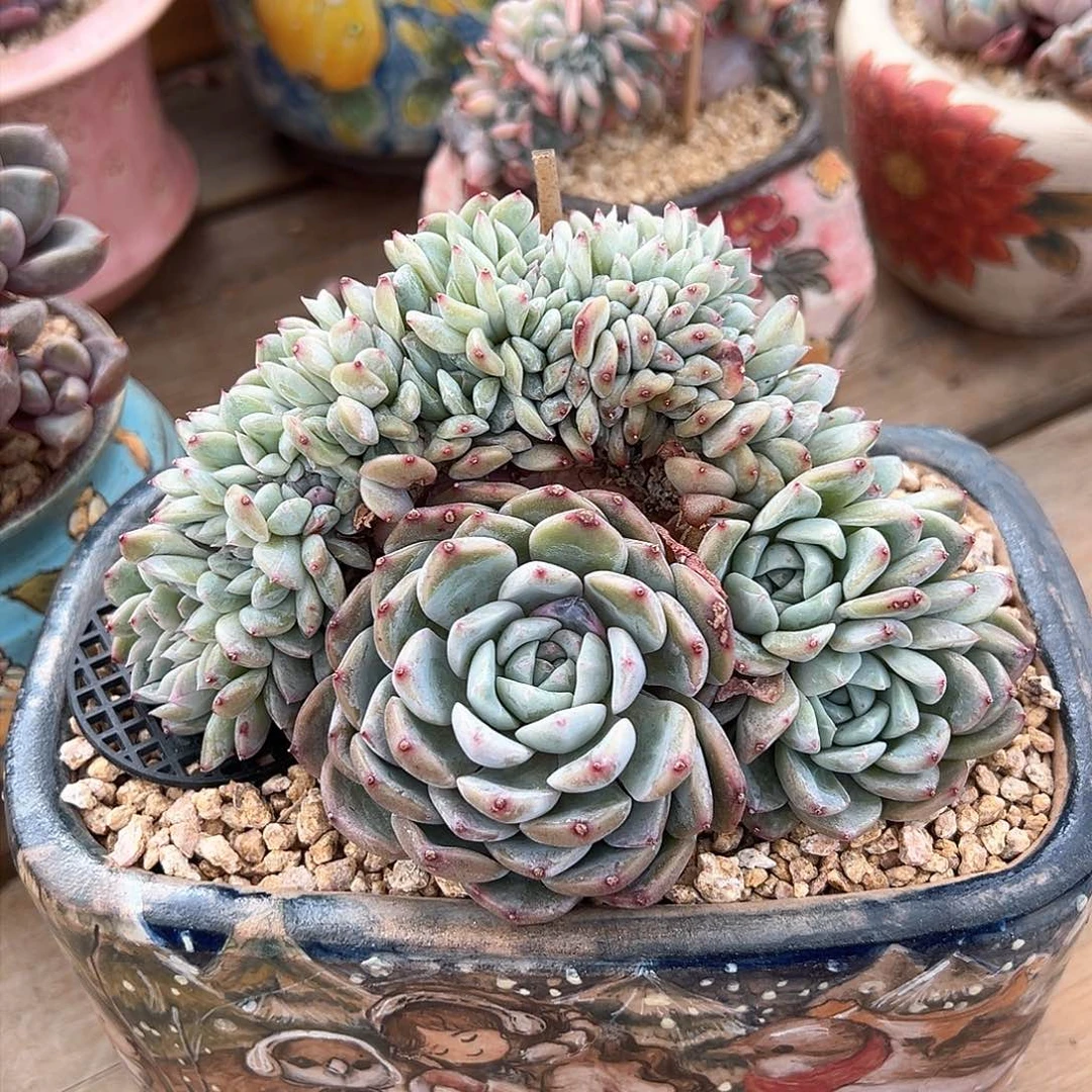 桐桐187专拍厚梦缀