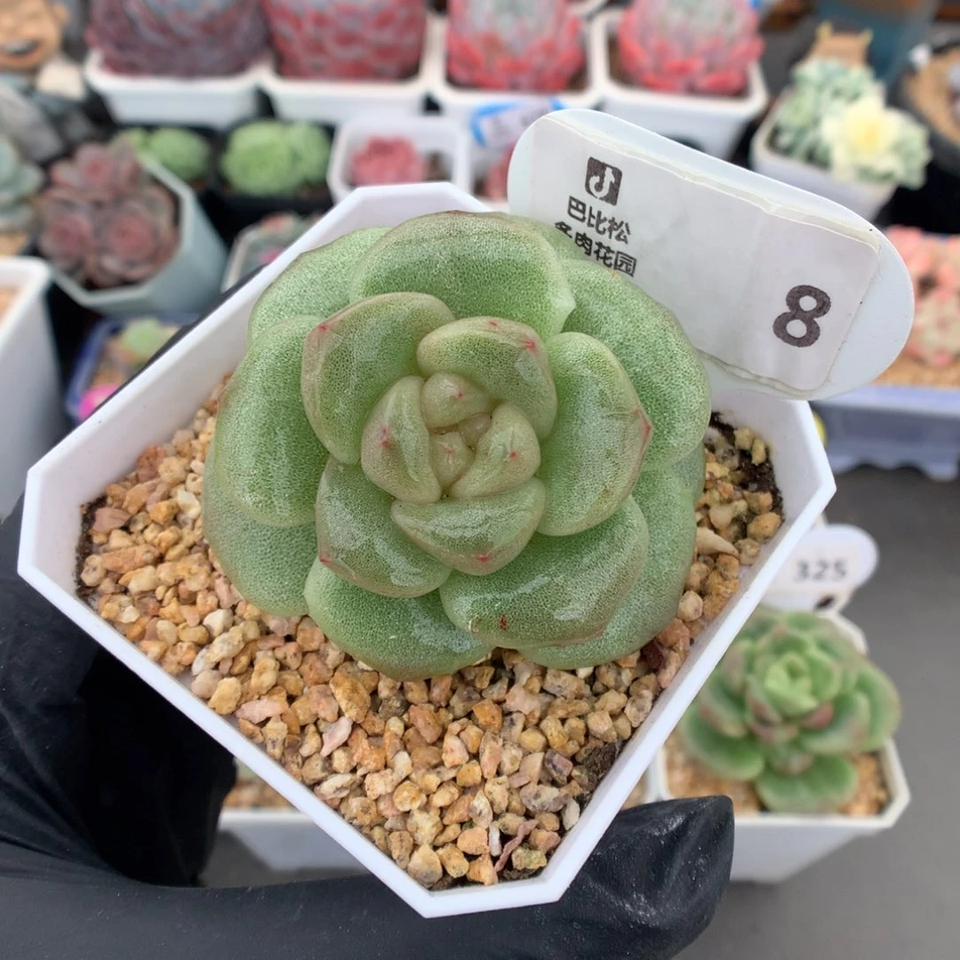 8 宽叶冰玉石化多肉
