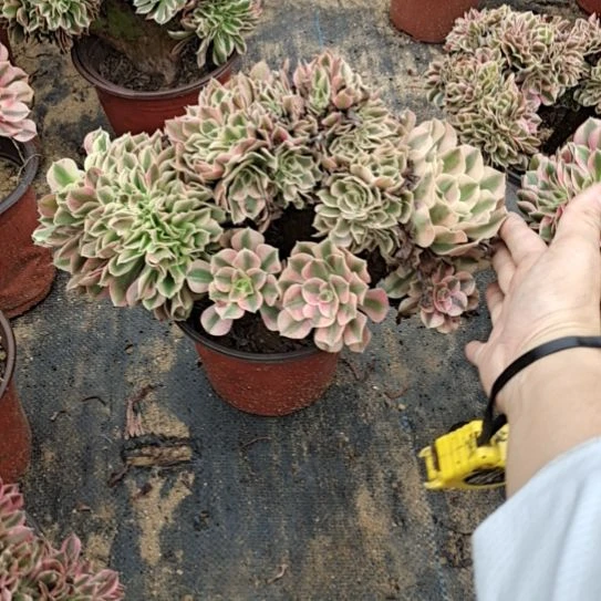 粉女巫缀化冠幅30厘米