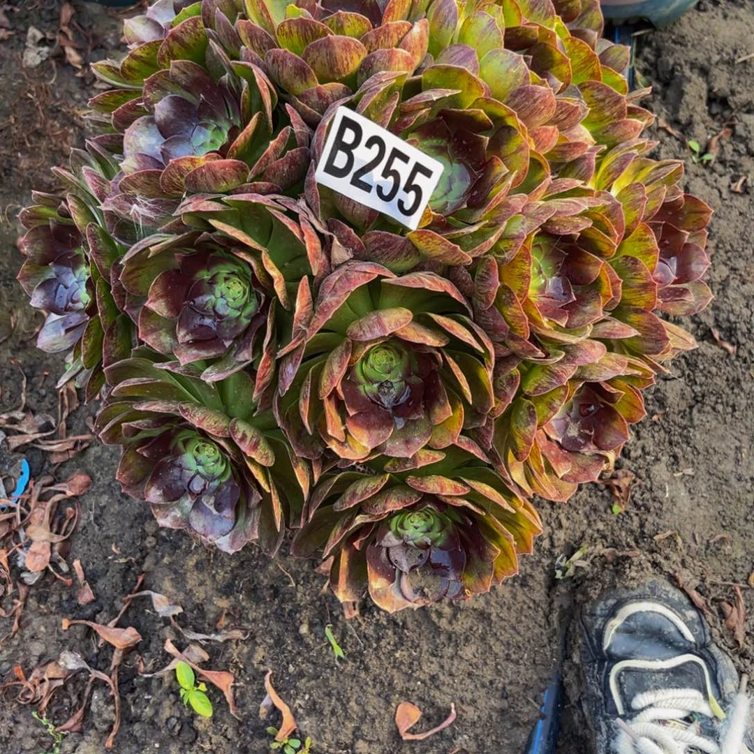 黑魔法师26////////35包邮