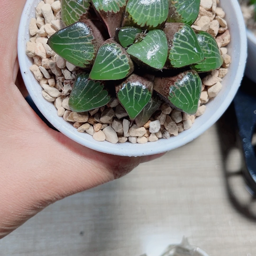 杜***子森之魅惑多肉植物