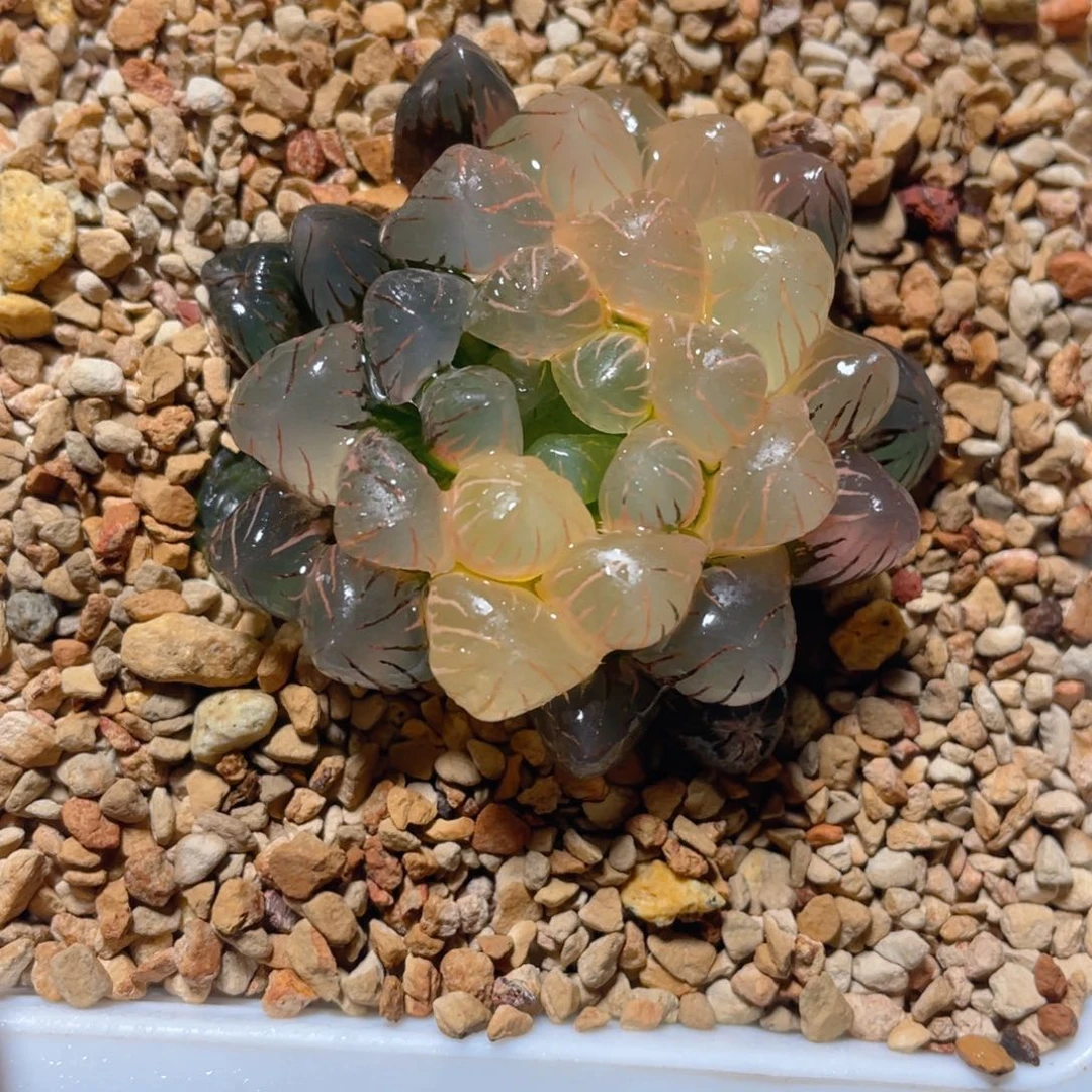 十二卷多肉ob1冰灯玉露锦。