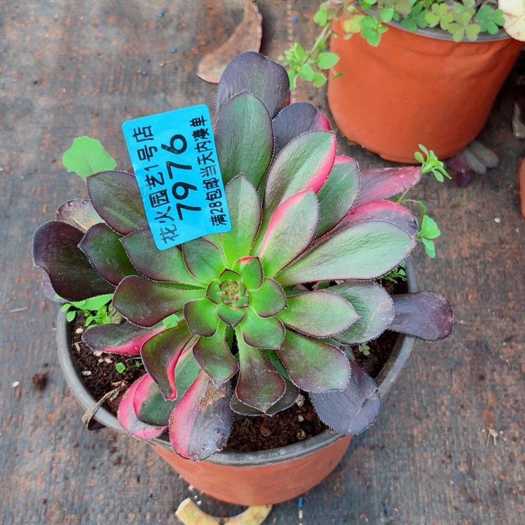 花蝴蝶 7976 多肉植物