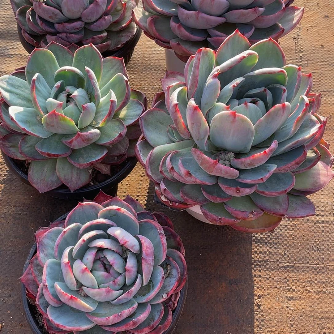 迷*惊鸿5颗多肉多肉多肉