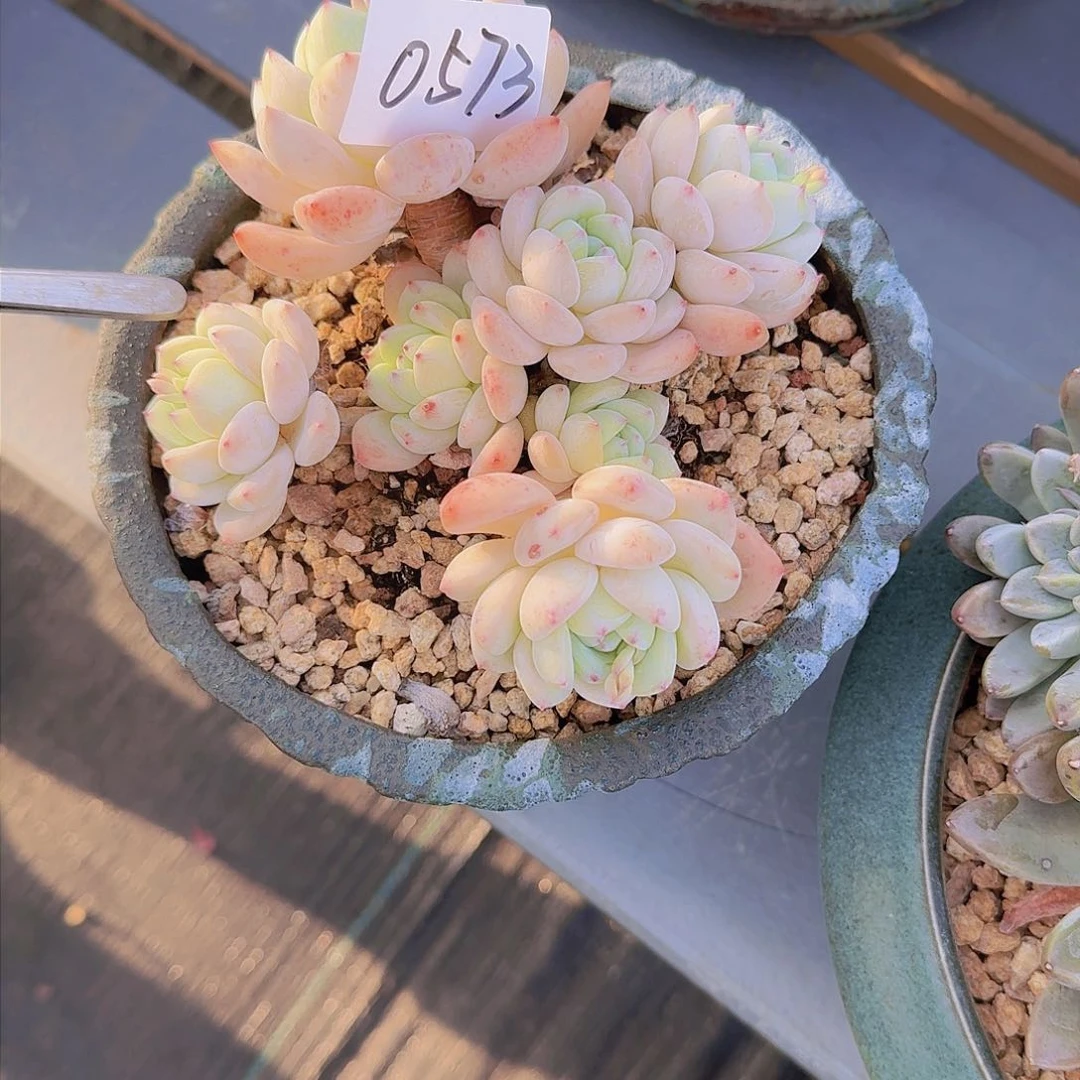 邓*佳0573望酥多肉植物