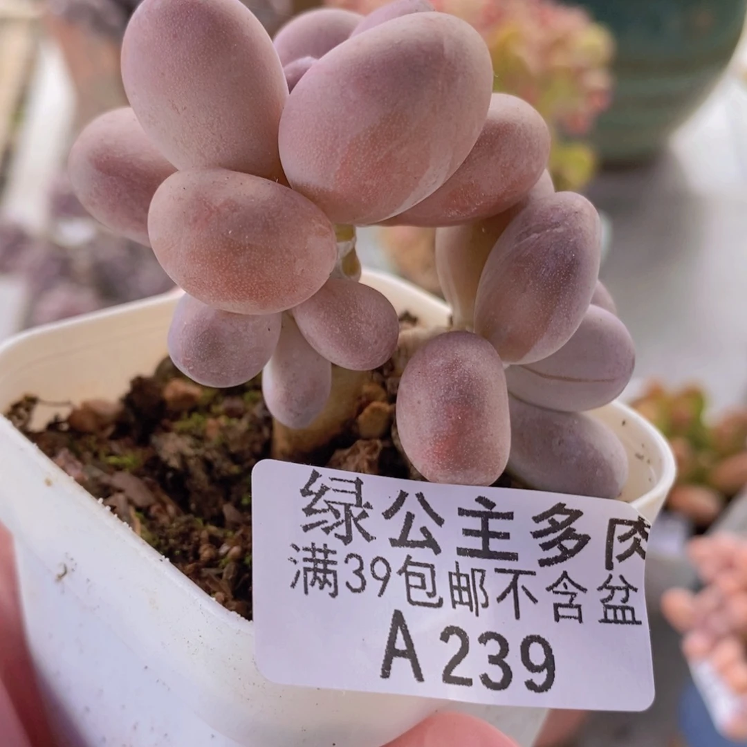 橙雪球6cm239多肉植物