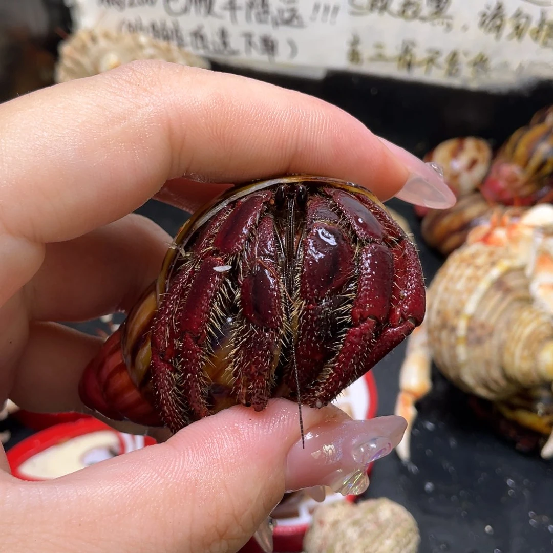 6号，2.9口西非寄居蟹