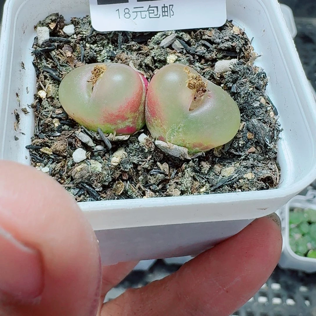 224多肉植物多肉植物