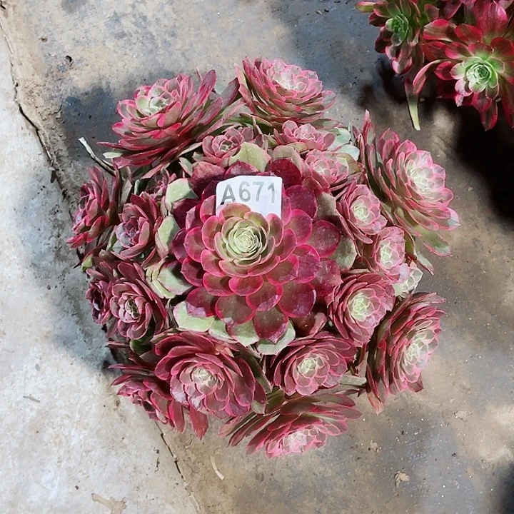 小***.福利多肉粉花妖法师671