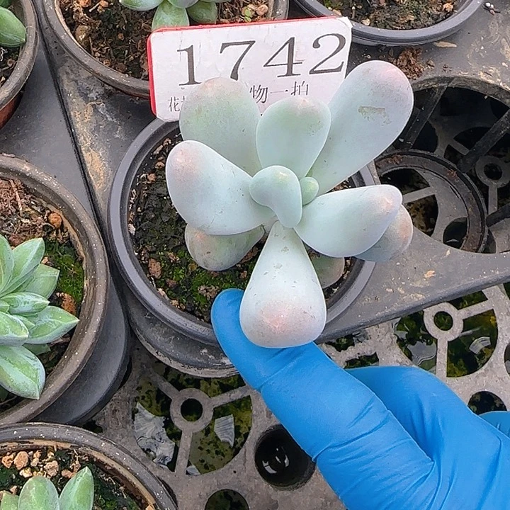 米可奶1742多肉植物
