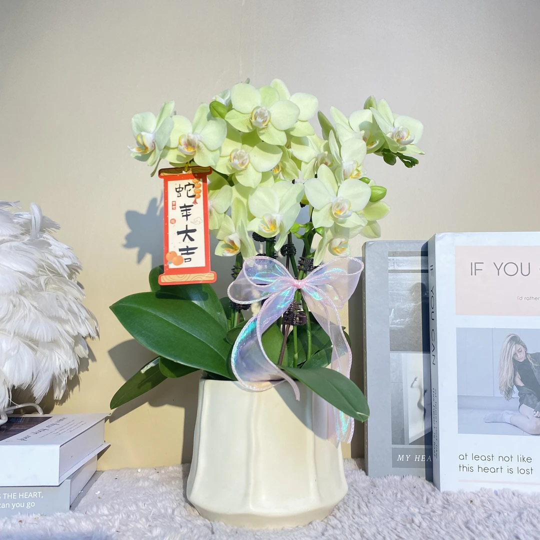 秘密花园 绿水晶 蝴蝶兰 绿色系花瓣  客厅卧室美观真花带花苞