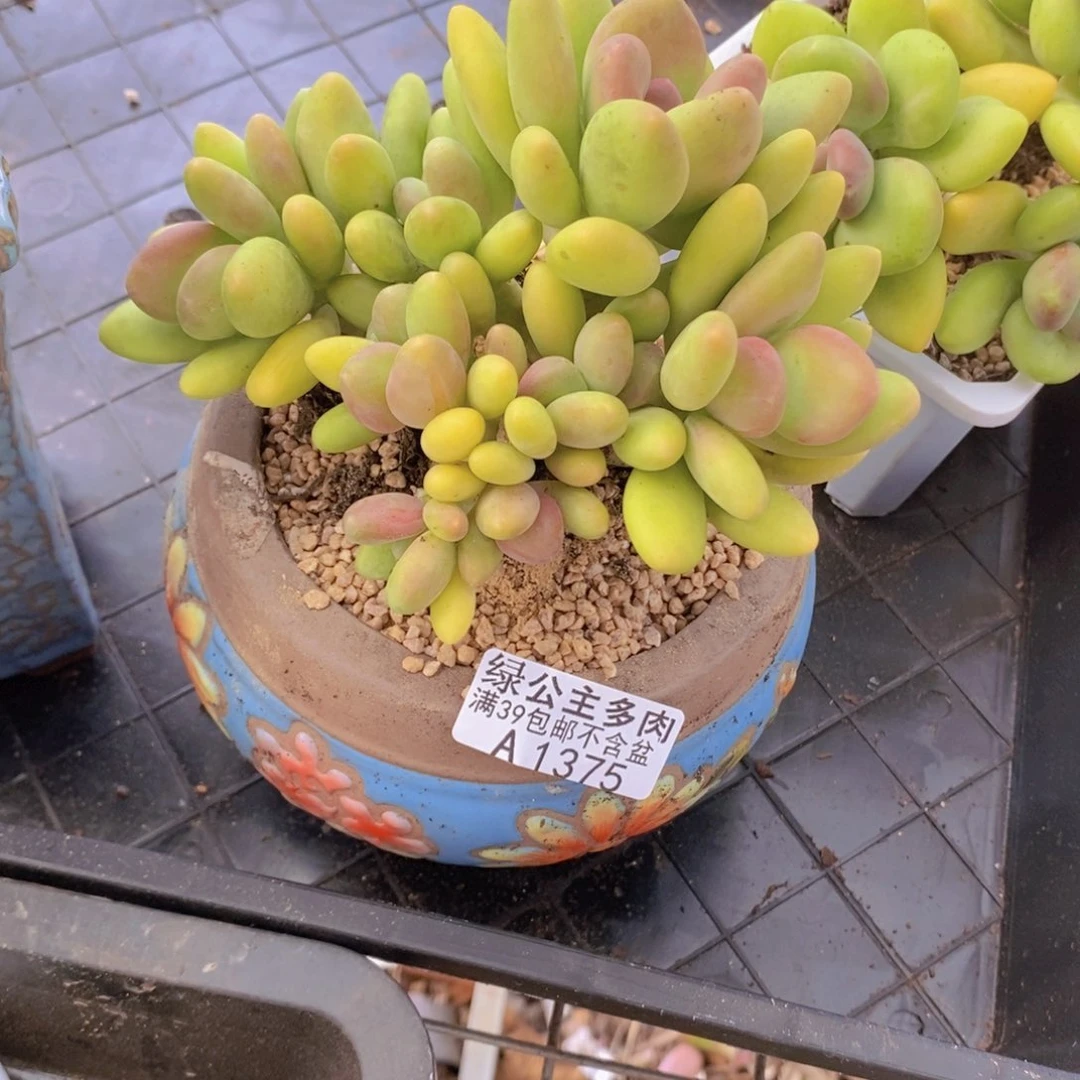 芒果奶12cm1375多肉植物