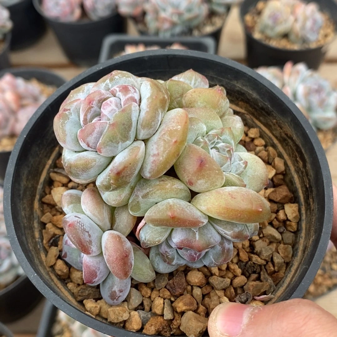 六头绿底紫心小包子
