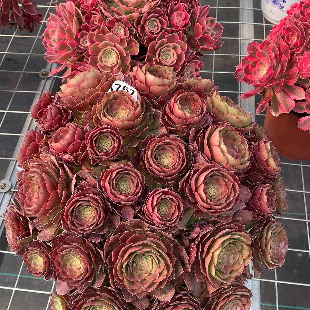 晨***悟沙拉碗多肉植物