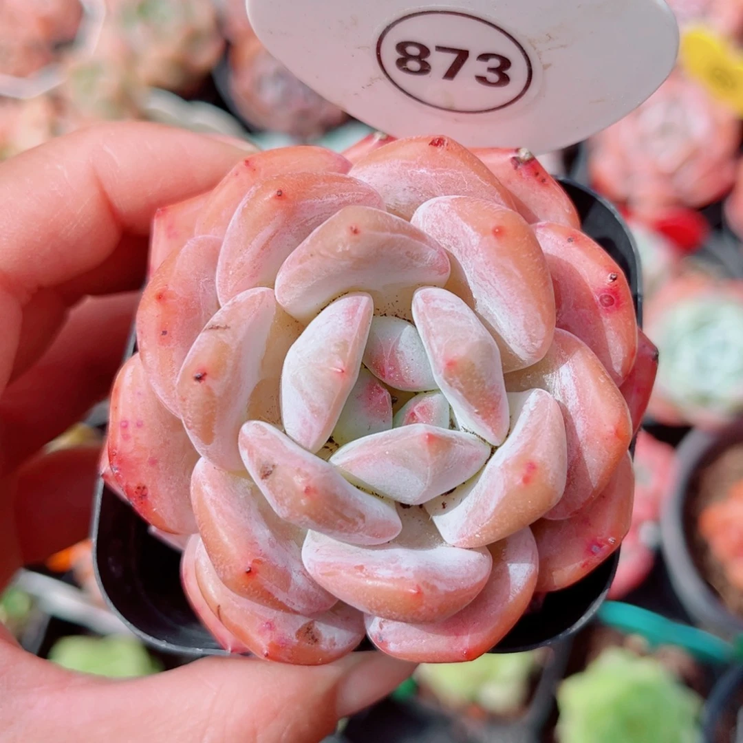 风靡园艺雪天使单头