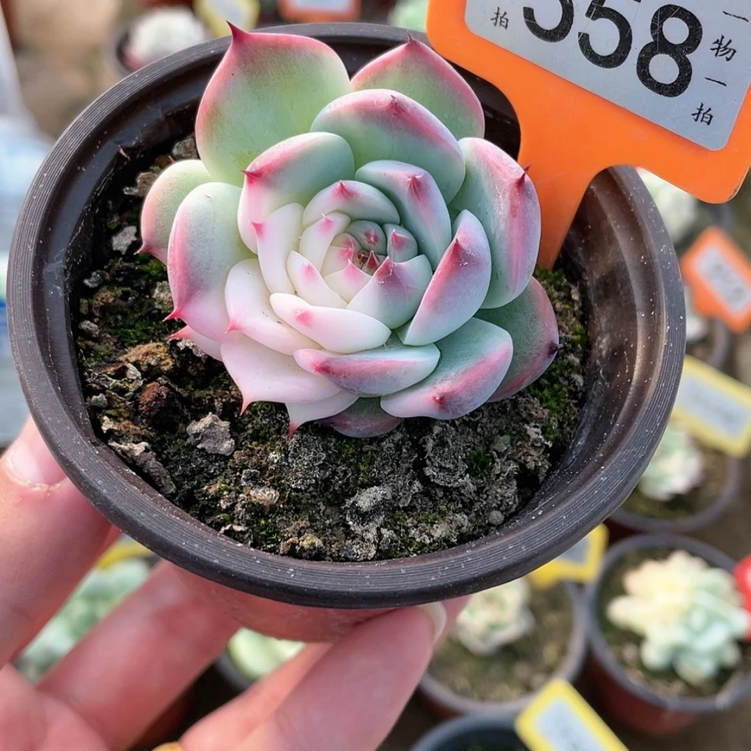 【闪购商品】558号