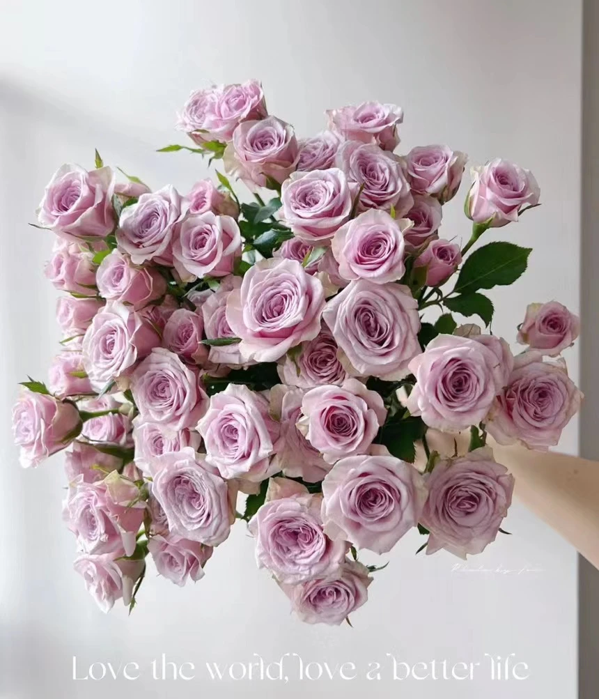 【莱拉】多头玫瑰家庭水养鲜花 云南鲜花基地直发10%运损不售后