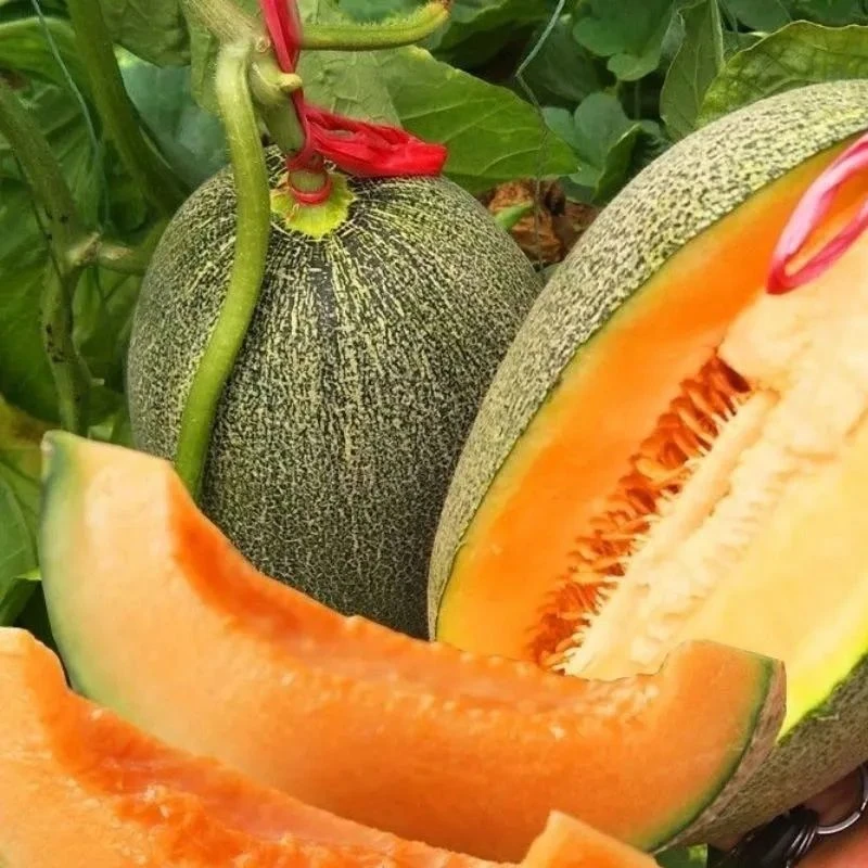 春播】超甜哈密瓜种子四季水果甜瓜种子阳台大田盆栽水果哈密瓜种