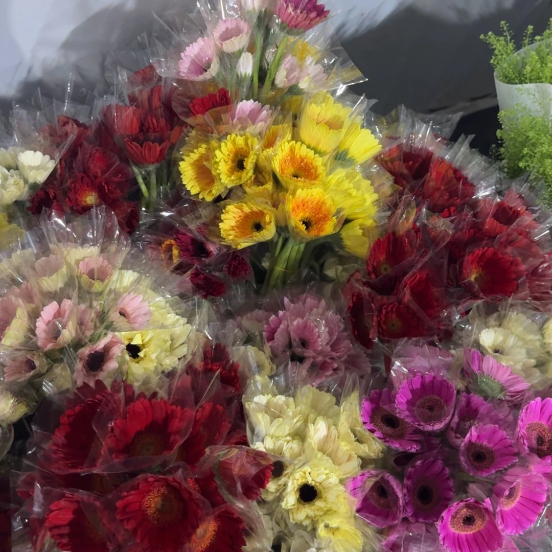 非洲菊3扎3色包邮秒杀