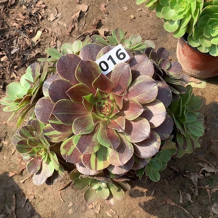 多肉植物花月夜016