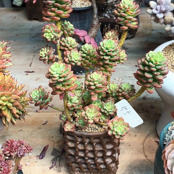 多肉植物，香格里拉55号