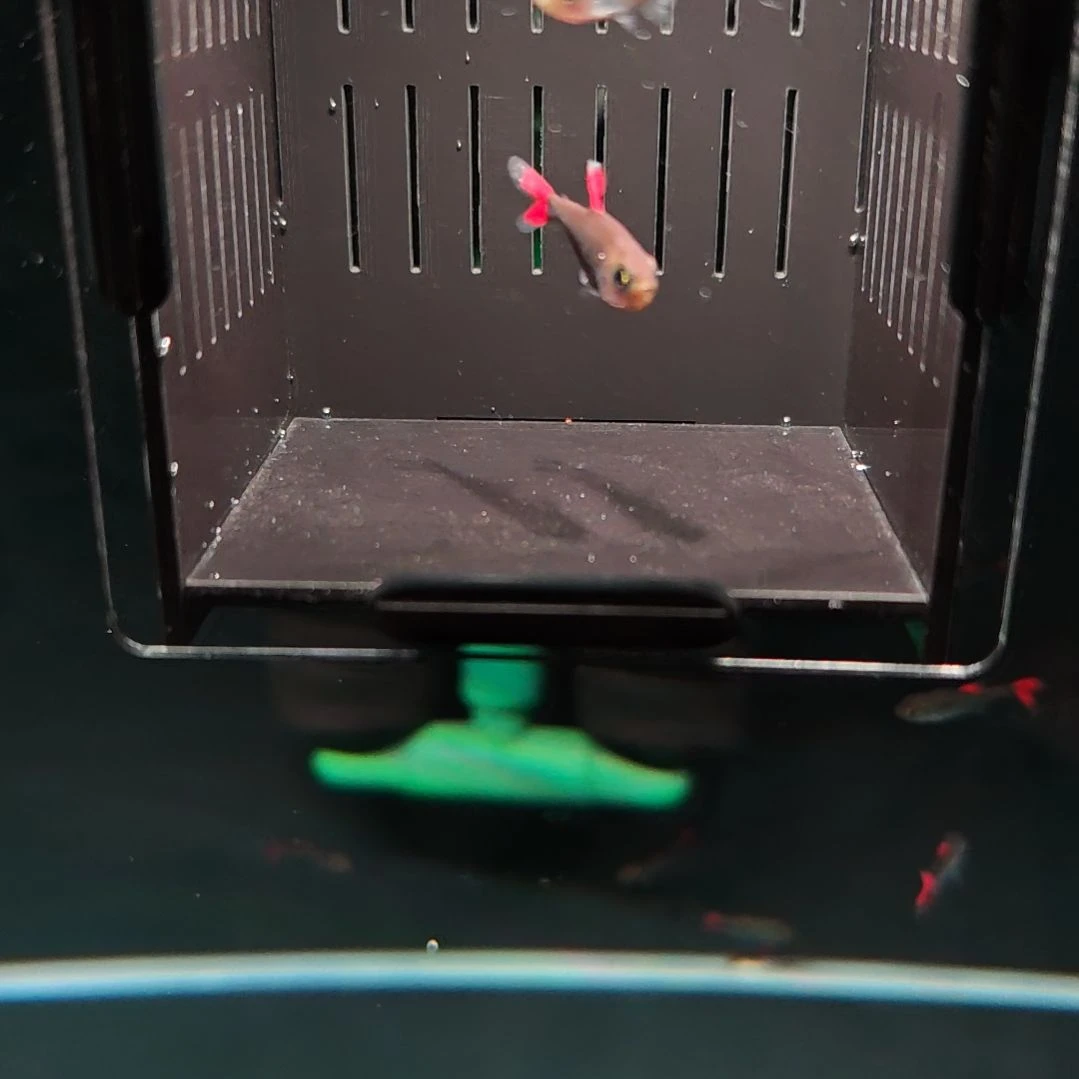 灯科鱼灰太狼灯鱼2条