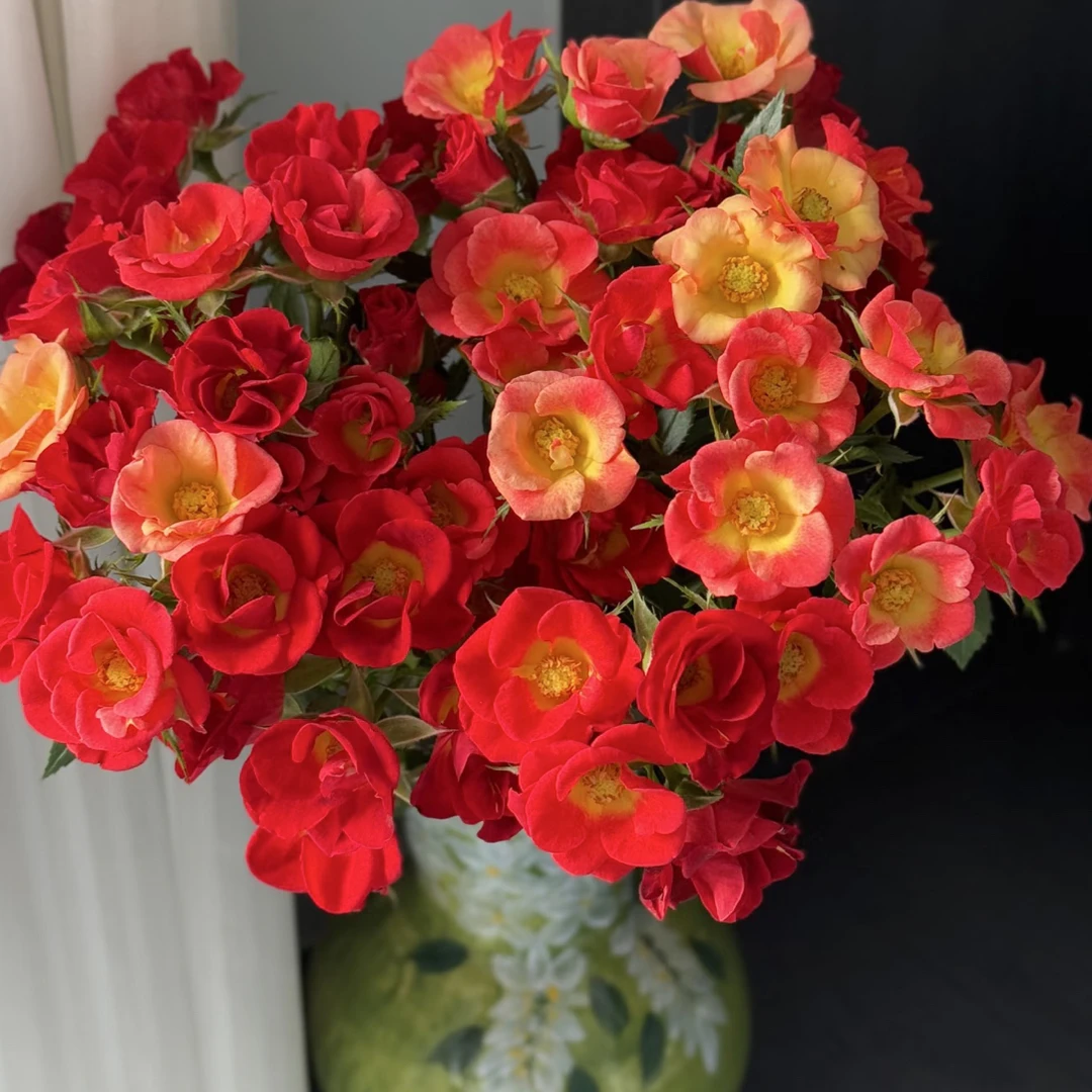 【花甜悦夏优选】小红花多头玫瑰（百分之十不售后2个订单包邮