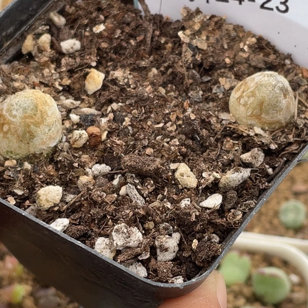 24-23灯泡多肉植物