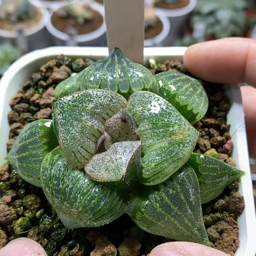 【闪购商品】168实生