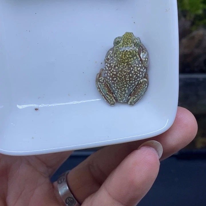 老爷树蛙澳蓝金爆8