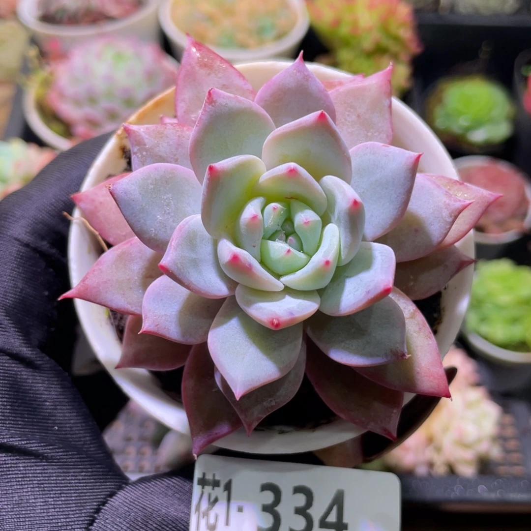 花利美1-334粉蓝鸟