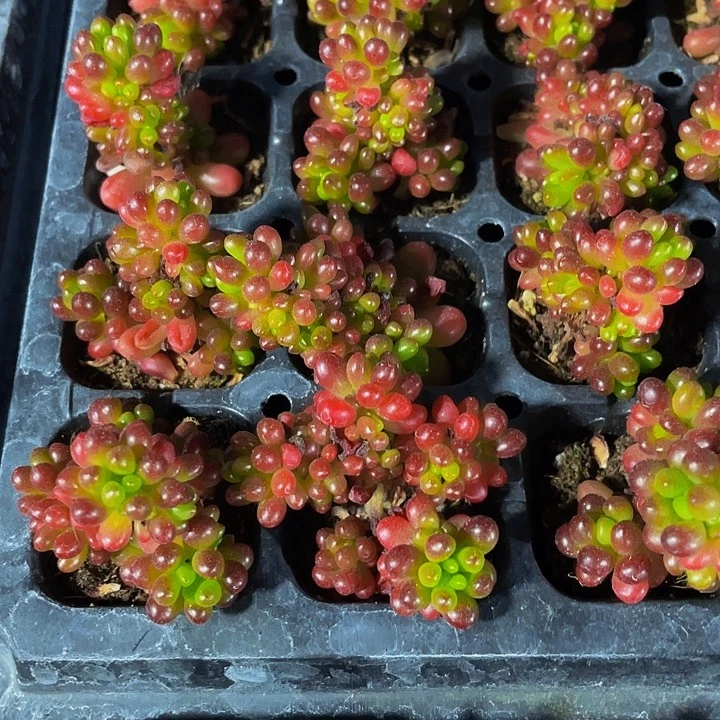 小浆果1元带土发