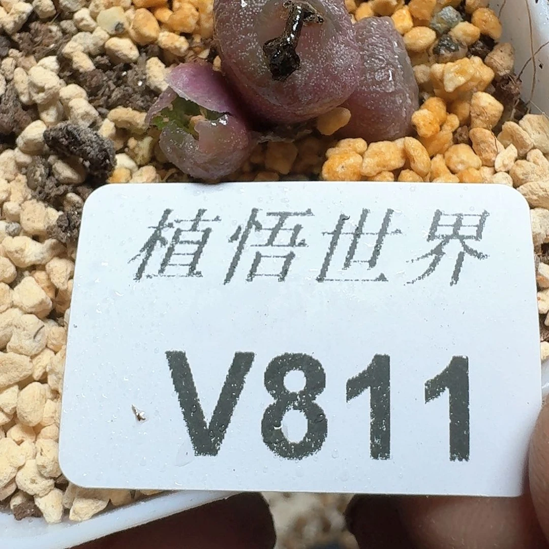 811盒多肉植物哇f g h h
