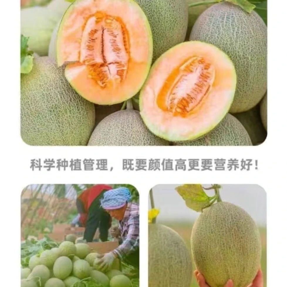 甘肃瓜州小蜜25号蜜瓜沙漠蜜瓜脆甜玻璃脆脆脆甜现摘现兰州白凤桃