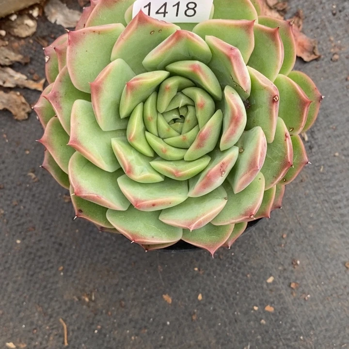 *****精品多肉植物1418冠幅13厘米