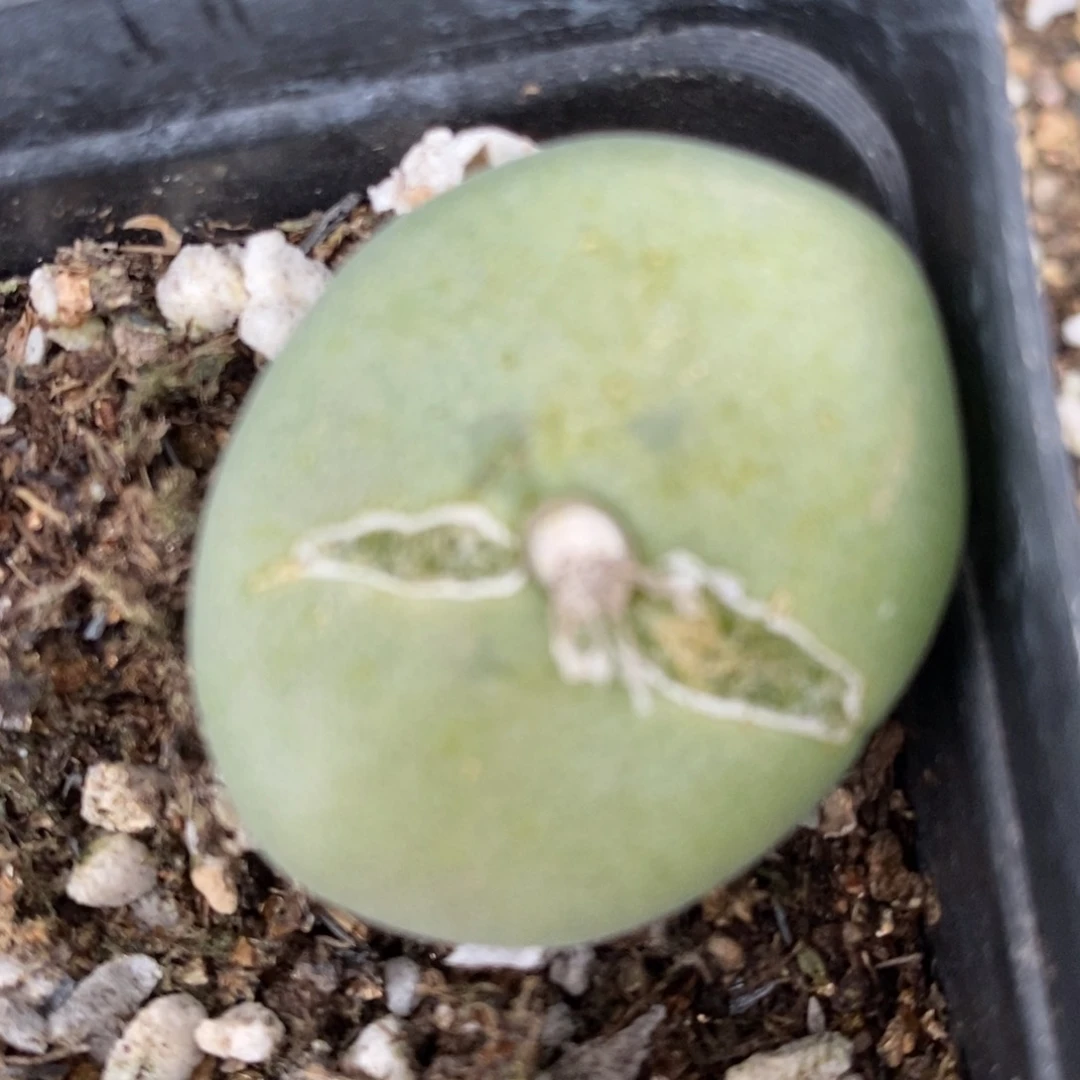 1184大孔卡佛一颗