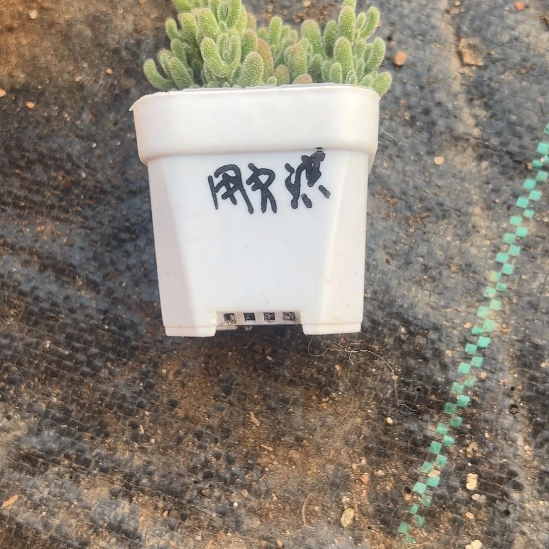 用***洪枝干冰晶小盆一个