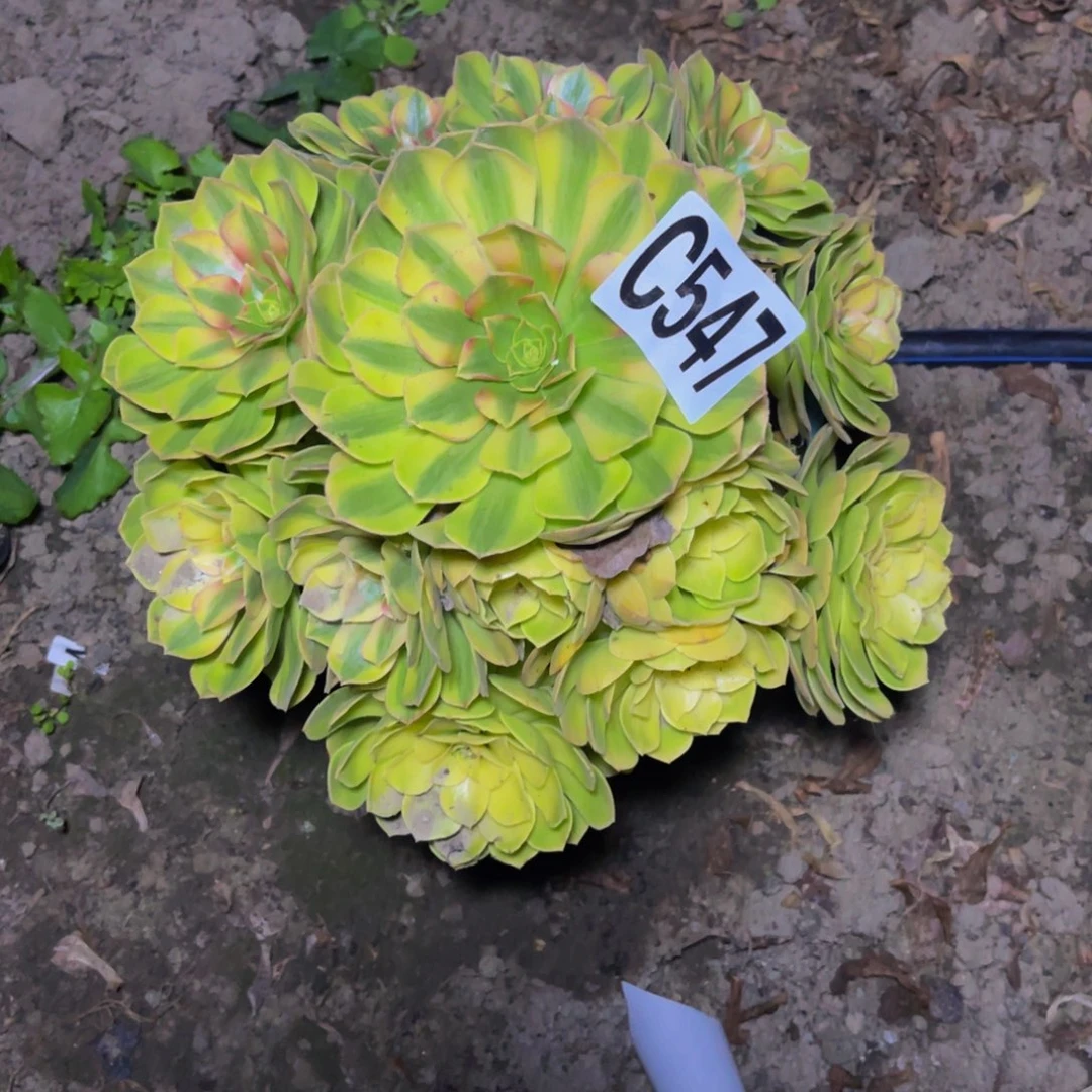 雨荷法师28//////38包邮
