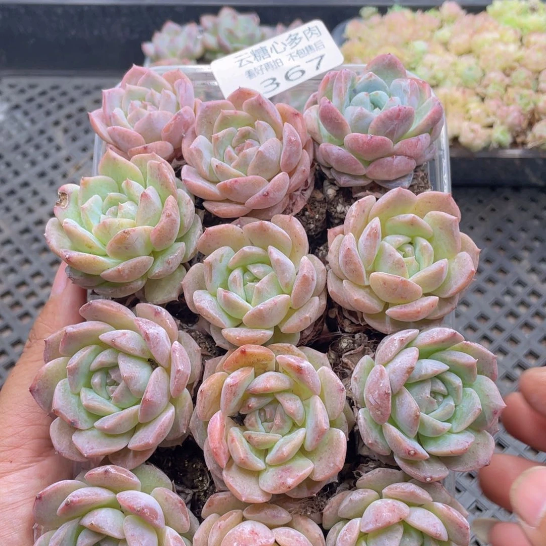 云糖心多肉植物367