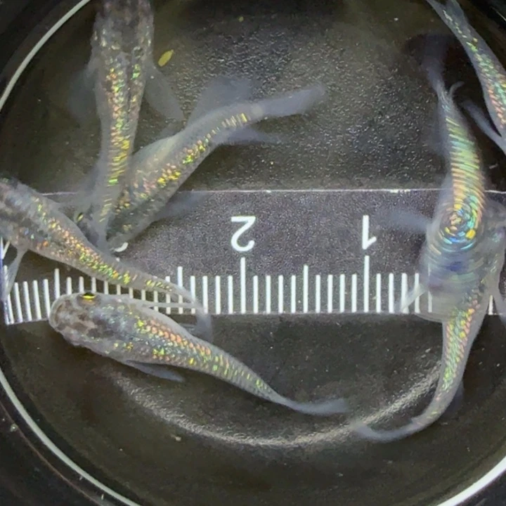 青鳉鱼短球体蓝宝石11号