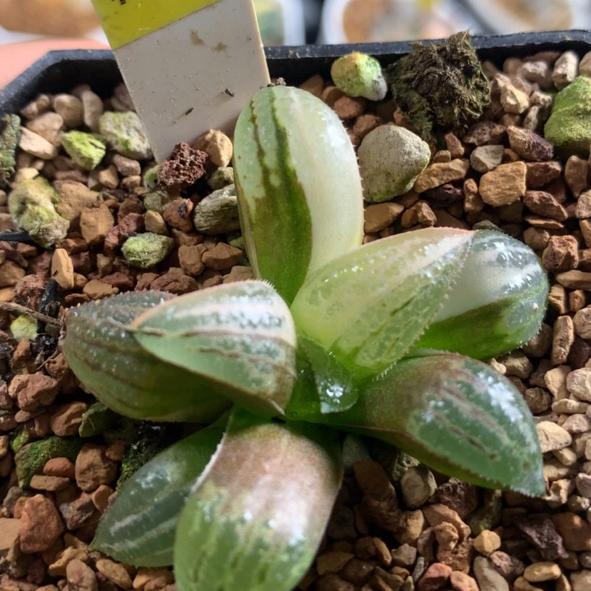 【闪购商品】279筋斗云