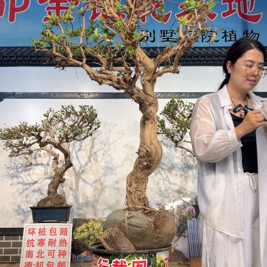 无花朵金银花88888