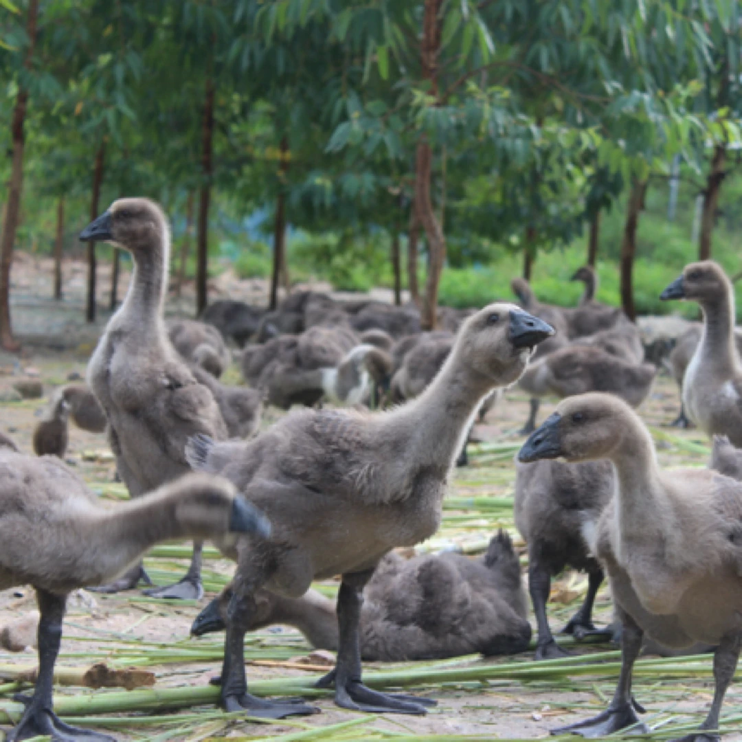 4斤左右脱温（狮头）娥特大品种宠物鸭活体禽类